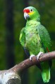 /album/fotogaleria-galeria/loro-cariamarillo-jpg1/